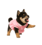 アイドルになった黒柴の赤ちゃん（個別スタンプ：32）