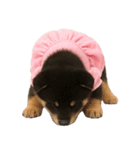 アイドルになった黒柴の赤ちゃん（個別スタンプ：33）