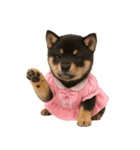 アイドルになった黒柴の赤ちゃん（個別スタンプ：34）