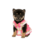 アイドルになった黒柴の赤ちゃん（個別スタンプ：38）