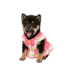 アイドルになった黒柴の赤ちゃん（個別スタンプ：39）