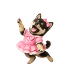 アイドルになった黒柴の赤ちゃん（個別スタンプ：40）