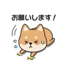 家族連絡用〇しばいぬのスタンプ2（個別スタンプ：30）