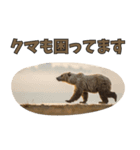 本音で語るクマたちの言い分（個別スタンプ：1）
