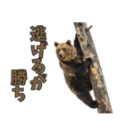本音で語るクマたちの言い分（個別スタンプ：16）