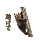 本音で語るクマたちの言い分（個別スタンプ：26）