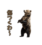 本音で語るクマたちの言い分（個別スタンプ：27）