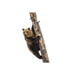 本音で語るクマたちの言い分（個別スタンプ：40）