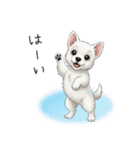 いつでも使える♡ウエスティの日常（個別スタンプ：12）