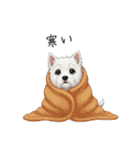 いつでも使える♡ウエスティの日常（個別スタンプ：24）