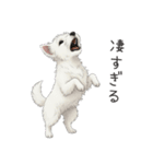 いつでも使える♡ウエスティの日常（個別スタンプ：26）