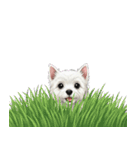 いつでも使える♡ウエスティの日常（個別スタンプ：39）