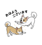 「むぎちゃん＆いねちゃん挨拶スタンプ」（個別スタンプ：1）