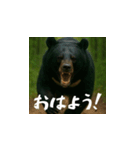 熊！熊！熊！スタンプ日常編（日本語）（個別スタンプ：1）