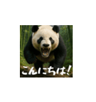 熊！熊！熊！スタンプ日常編（日本語）（個別スタンプ：2）