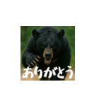 熊！熊！熊！スタンプ日常編（日本語）（個別スタンプ：5）