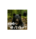 熊！熊！熊！スタンプ日常編（日本語）（個別スタンプ：6）