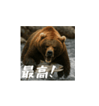 熊！熊！熊！スタンプ日常編（日本語）（個別スタンプ：8）