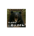 熊！熊！熊！スタンプ日常編（日本語）（個別スタンプ：10）