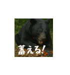 熊！熊！熊！スタンプ日常編（日本語）（個別スタンプ：12）