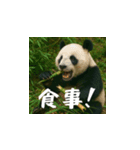 熊！熊！熊！スタンプ日常編（日本語）（個別スタンプ：14）