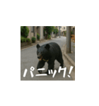 熊！熊！熊！スタンプ日常編（日本語）（個別スタンプ：15）