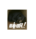 熊！熊！熊！スタンプ日常編（日本語）（個別スタンプ：16）