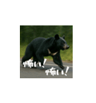 熊！熊！熊！スタンプ危険編（日本語）（個別スタンプ：4）