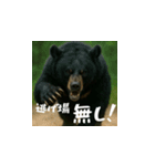 熊！熊！熊！スタンプ危険編（日本語）（個別スタンプ：5）