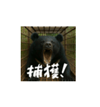 熊！熊！熊！スタンプ危険編（日本語）（個別スタンプ：10）