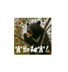 熊！熊！熊！スタンプ危険編（日本語）（個別スタンプ：12）