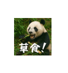 熊！熊！熊！スタンプ危険編（日本語）（個別スタンプ：14）