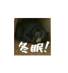 熊！熊！熊！スタンプ危険編（日本語）（個別スタンプ：16）