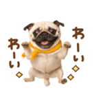 パグちゃん♡毎日使える犬の日（個別スタンプ：8）