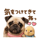 パグちゃん♡毎日使える犬の日（個別スタンプ：10）