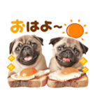 パグちゃん♡毎日使える犬の日（個別スタンプ：11）