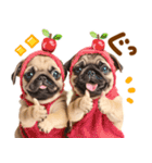 パグちゃん♡毎日使える犬の日（個別スタンプ：17）