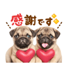 パグちゃん♡毎日使える犬の日（個別スタンプ：19）