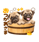 パグちゃん♡毎日使える犬の日（個別スタンプ：22）