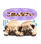 パグちゃん♡毎日使える犬の日（個別スタンプ：25）