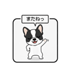 白黒フレンチブルドッグ毎日使えるスタンプ（個別スタンプ：5）