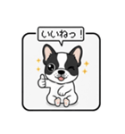 白黒フレンチブルドッグ毎日使えるスタンプ（個別スタンプ：21）