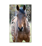馬の年賀状★大きく表示されるBIGスタンプ（個別スタンプ：6）