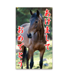 馬の年賀状★大きく表示されるBIGスタンプ（個別スタンプ：12）