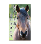 馬の年賀状★大きく表示されるBIGスタンプ（個別スタンプ：16）