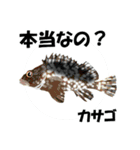 fish in the sea 18（個別スタンプ：16）