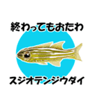 fish in the sea 18（個別スタンプ：25）