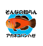 fish in the sea 17（個別スタンプ：26）