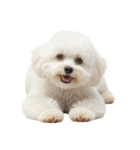 しろいトイプードルのスタンプ（個別スタンプ：1）