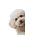 しろいトイプードルのスタンプ（個別スタンプ：2）